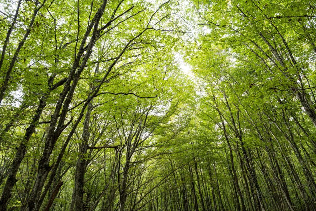 Captivating upward view of a lush forest canopy in Istanbul, showcasing vibrant greenery.